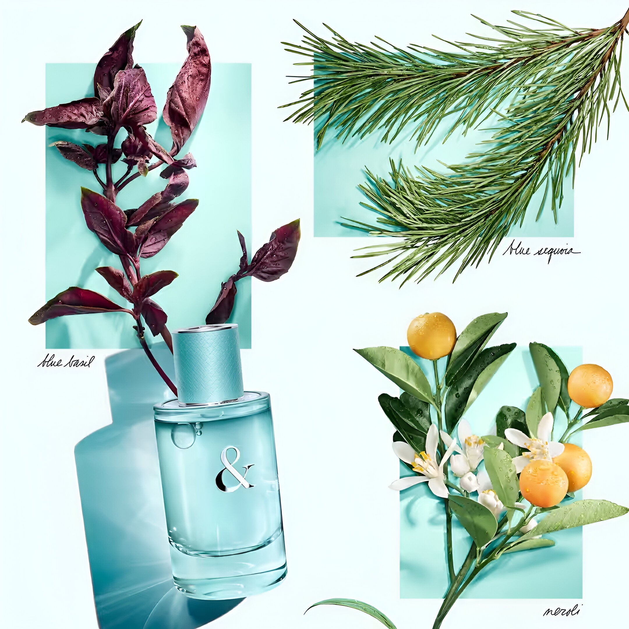 Tiffany & Co. Tiffany & Love For Her EDP